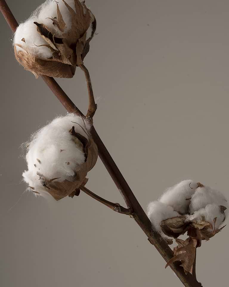 typology-trousse-de-8-cotons-d-maquillants-lavables-en-fibres-de-bambou-r-utilis image 2