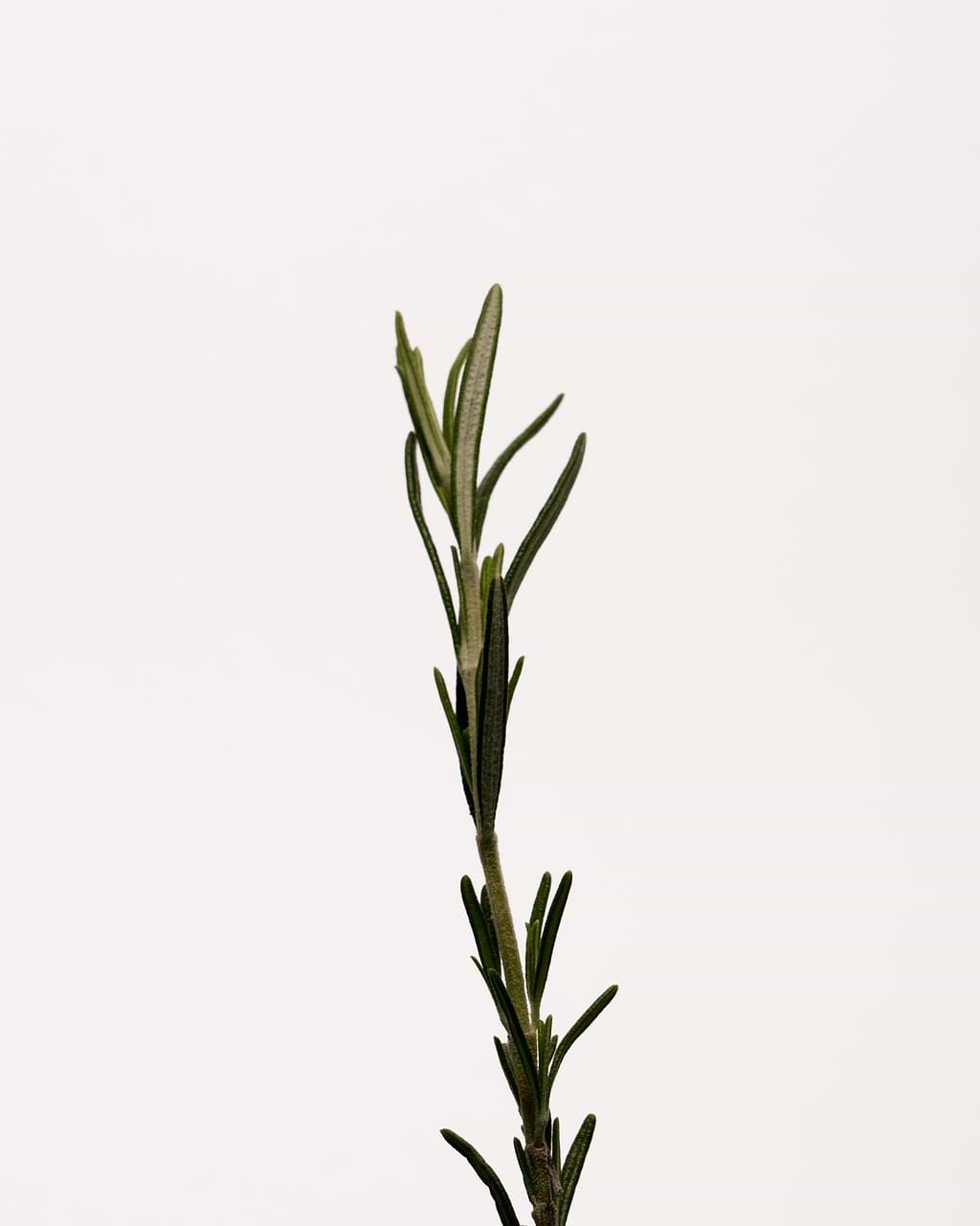 typology-s-rum-corps-purifiant-zinc-pca-4-extrait-de-tea-tree-anti-boutons-dos-d image 3