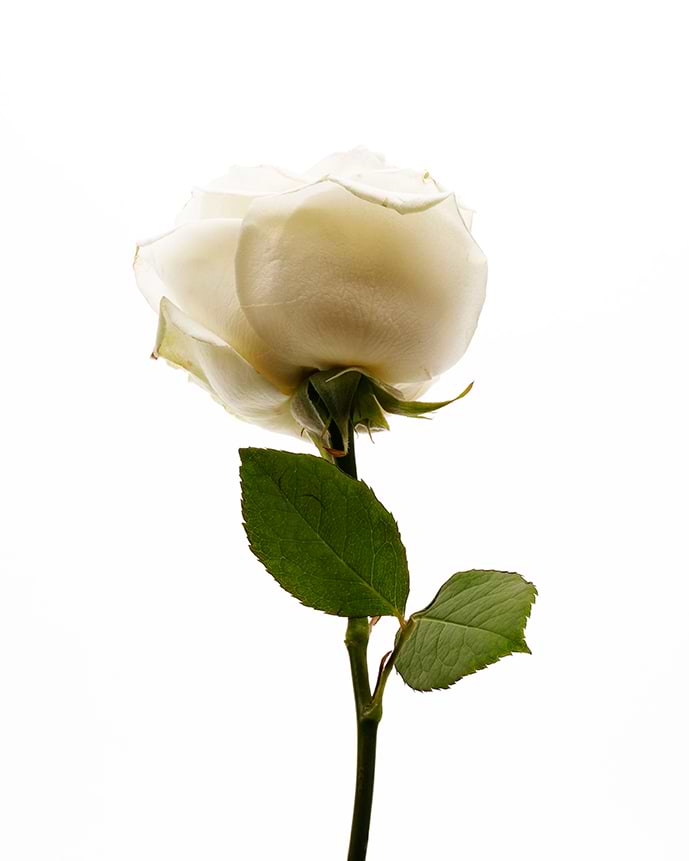 typology-huile-v-g-tale-de-rose-musqu-e-bio-huile-de-soin-visage-cicatrisante-ce image 4